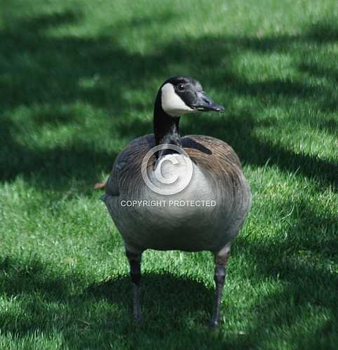 Geese in the desert