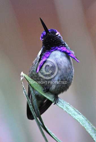Hummingbirds in Palm Desert -- December 2012