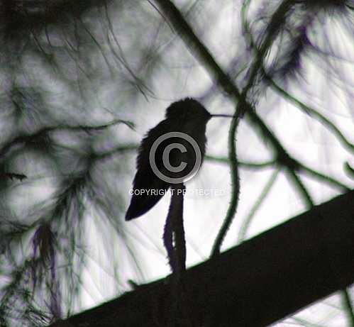 Hummingbird  May 2013