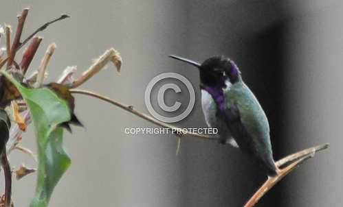 Hummingbirds