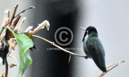 Hummingbirds