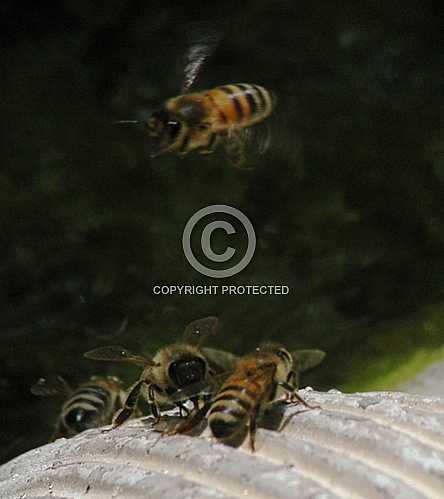 Bees 2