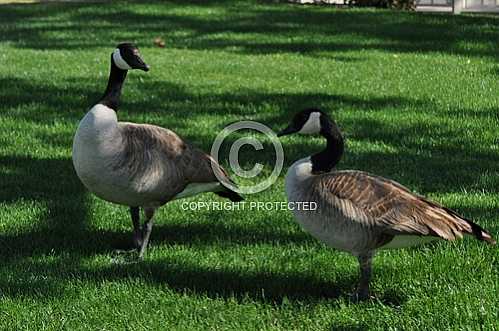 Geese in the desert