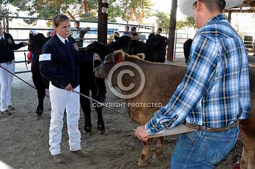 Norco Fair 2014 -- Saturday 8 30 2014