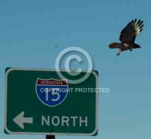 Red Tailed Hawk on Interstate 15 sign