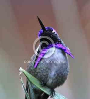 Hummingbirds in Palm Desert -- December 2012